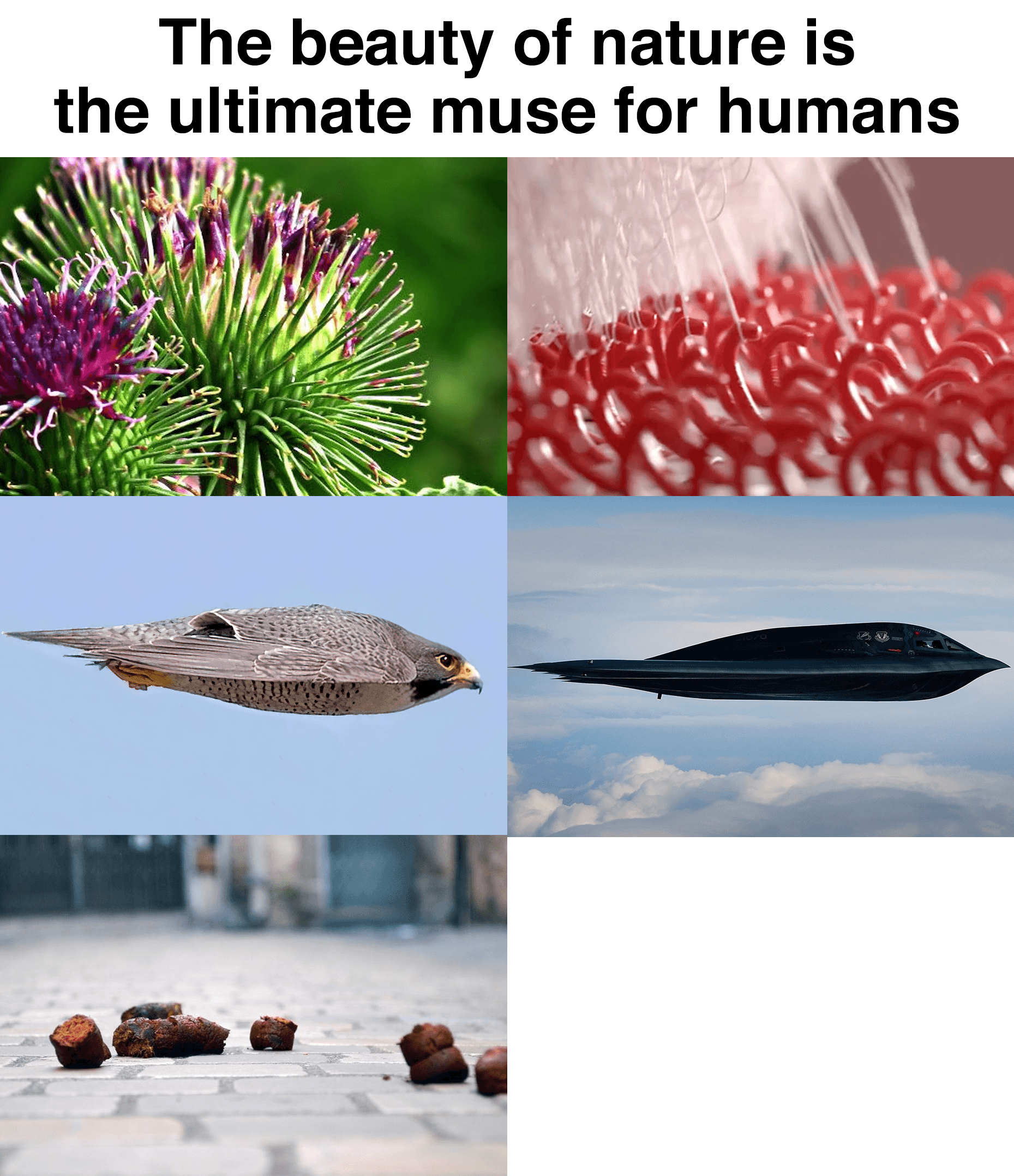 natures beauty