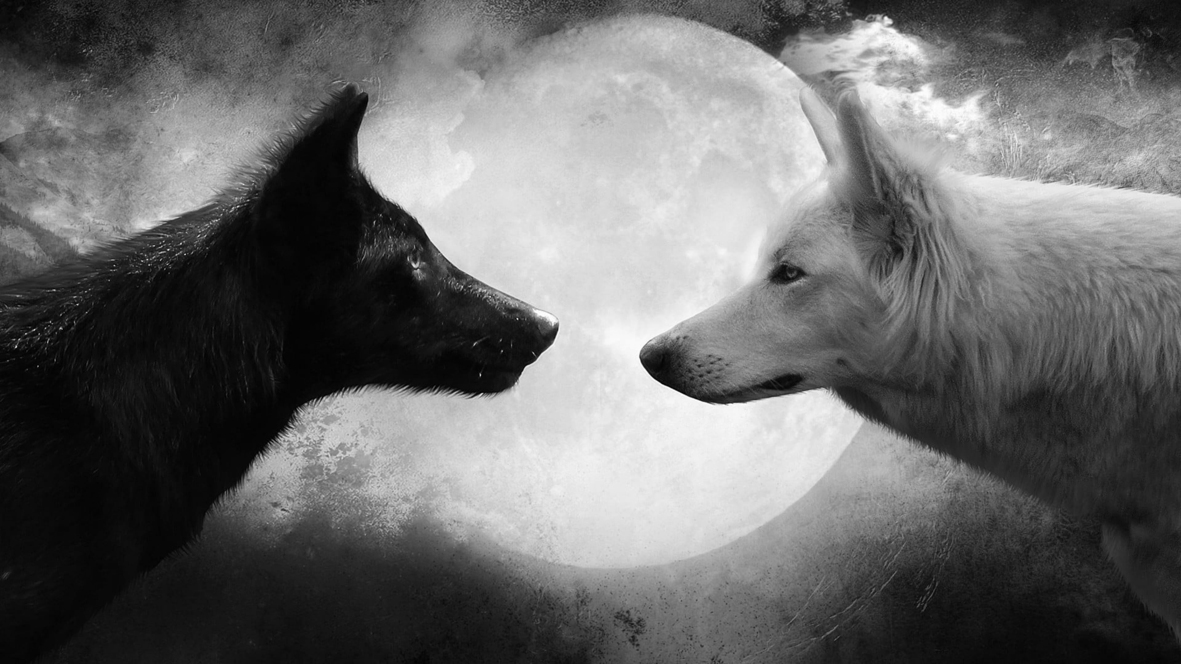 black & white wolves